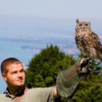 Eine Person mit einem Falknerhandschuh hält eine sitzende Eule im Freien, mit einem großen Gewässer und Bäumen im Hintergrund.