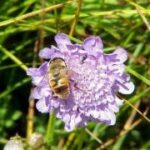 Eine Biene sitzt auf einer lilafarbenen Blume und sammelt Nektar, während das grüne Gras im Hintergrund verschwimmt.