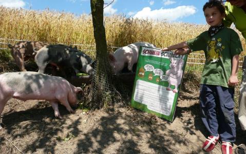 Ein Kind steht neben einem Informationsschild über Schweine, während mehrere Schweine in der Nähe eines Baumes in einem eingezäunten Außenbereich fressen.