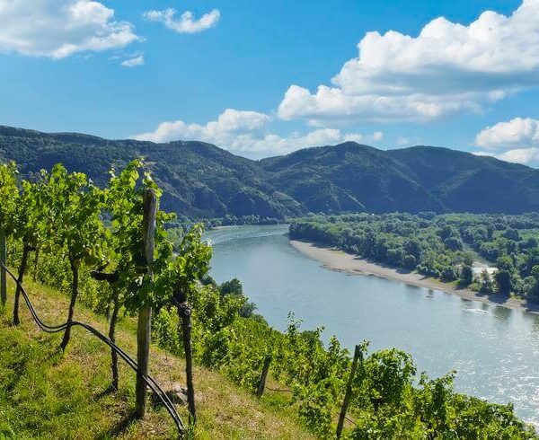 Die Weinbergsreihen blicken auf einen sich schlängelnden Fluss mit bewaldeten Hügeln im Hintergrund unter einem teilweise bewölkten blauen Himmel.