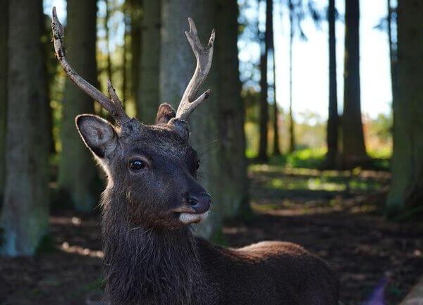 Ein Hirsch mit Geweih steht in einem sonnenbeschienenen Wald und blickt leicht nach links. Im Hintergrund sind hohe Bäume und Sonnenflecken zu sehen.